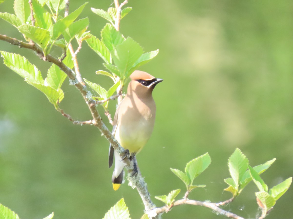 Cedar Waxwing - ML637654681