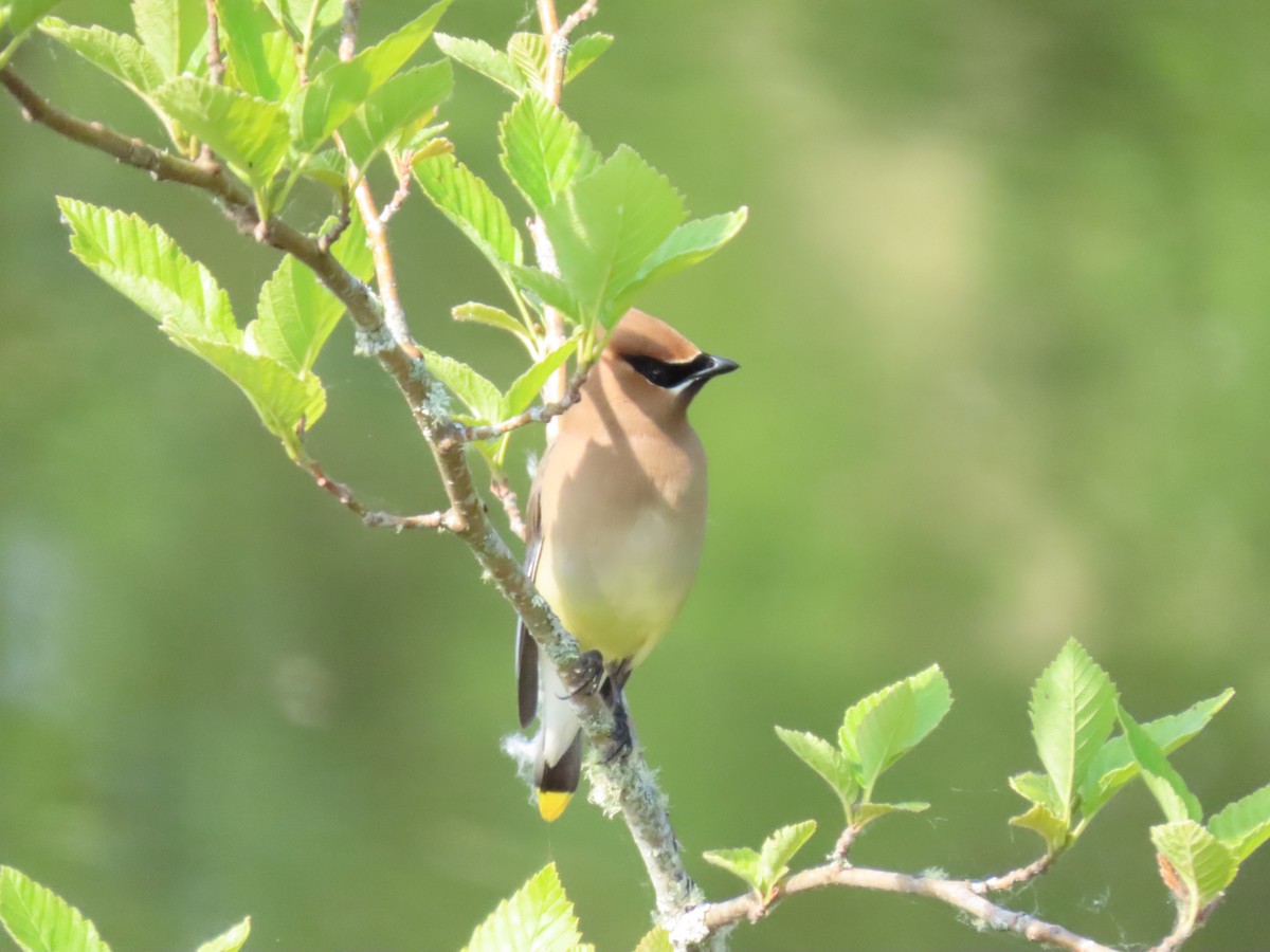 Cedar Waxwing - ML637654682
