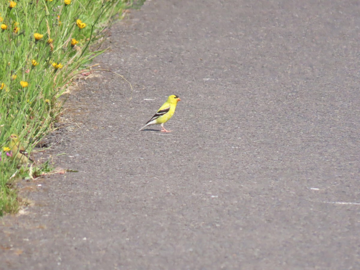 American Goldfinch - ML637654690