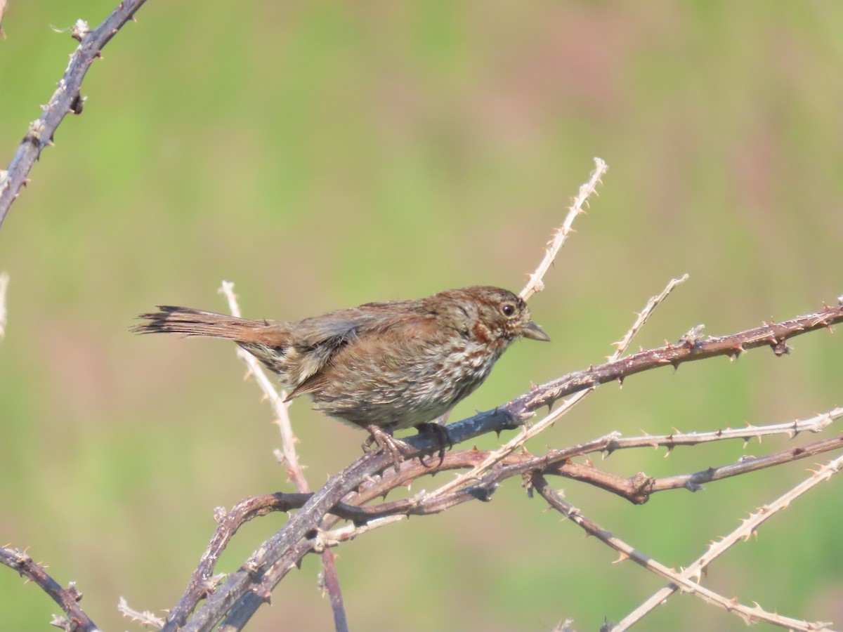 Song Sparrow - ML637654717