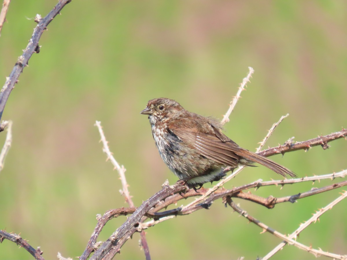 Song Sparrow - ML637654719