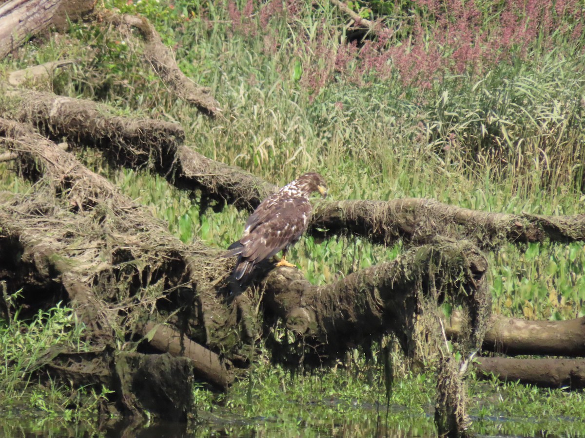 Bald Eagle - ML637654746