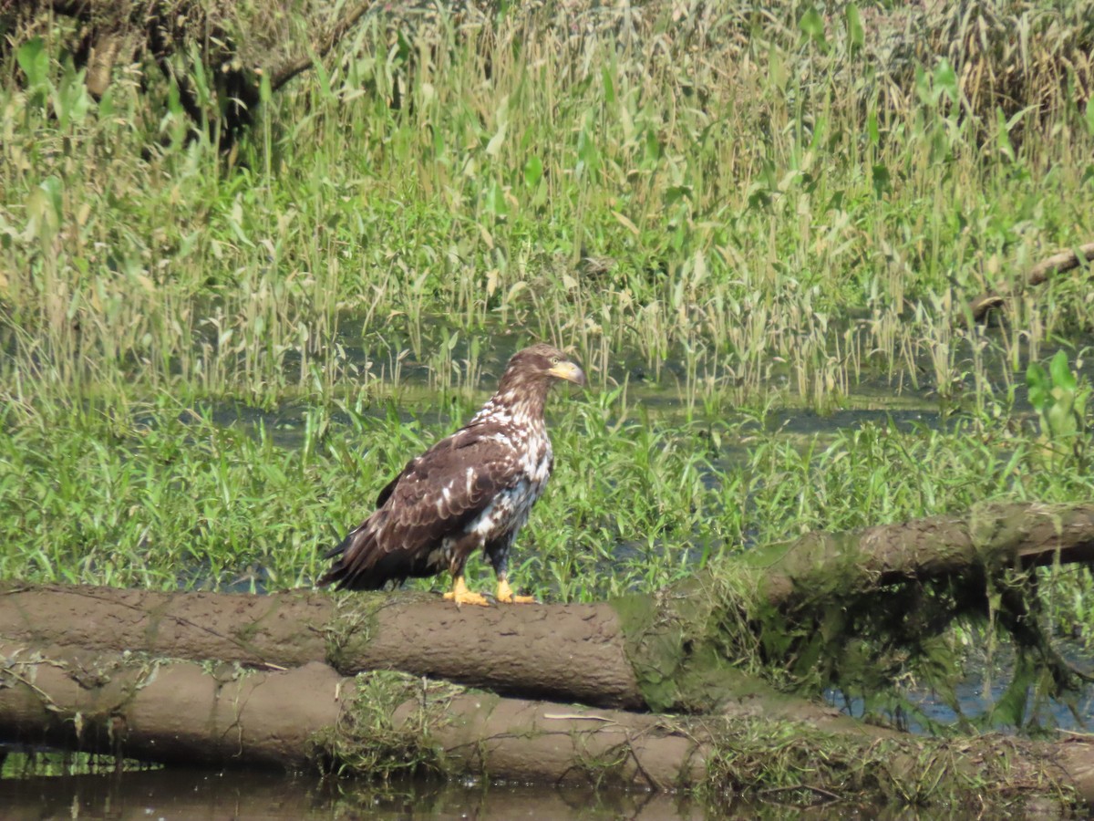 Bald Eagle - ML637654748