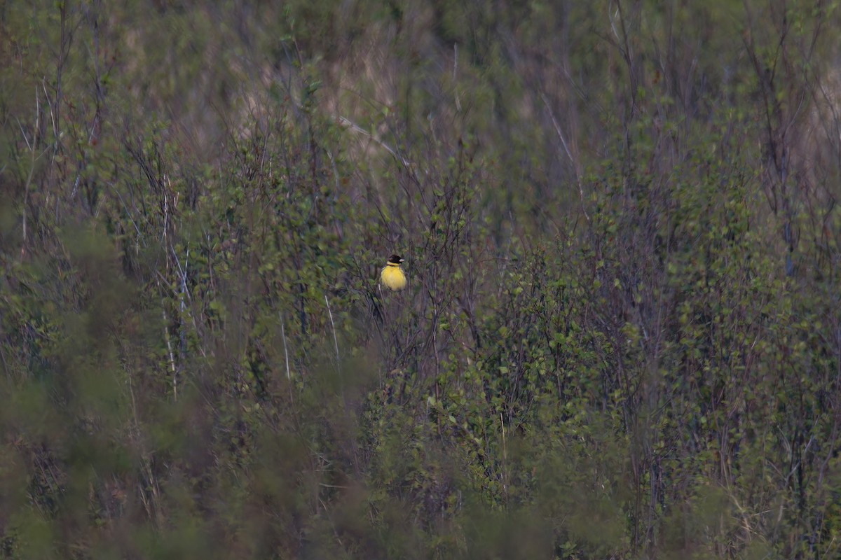 Yellow-breasted Bunting - ML637654756