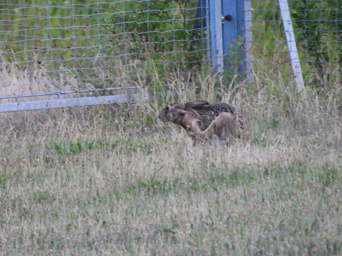 Mammals - ML637654789