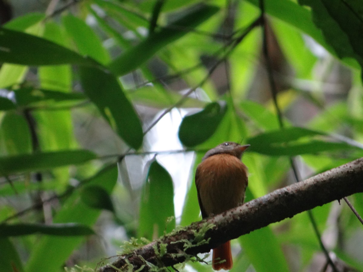 Ruddy-tailed Flycatcher - ML63765481