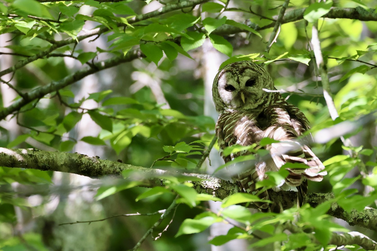 Barred Owl - ML637654841