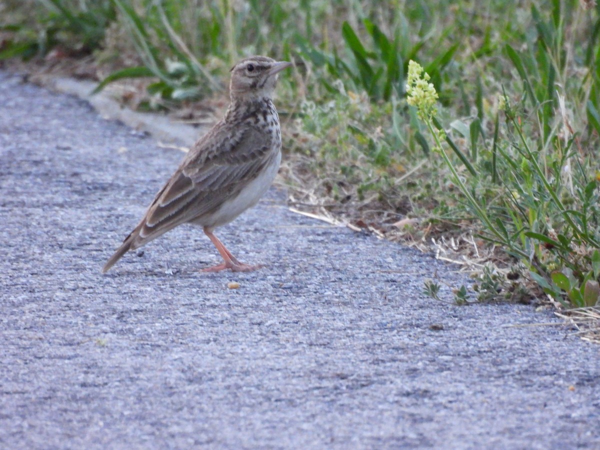 Crested Lark - ML637654842