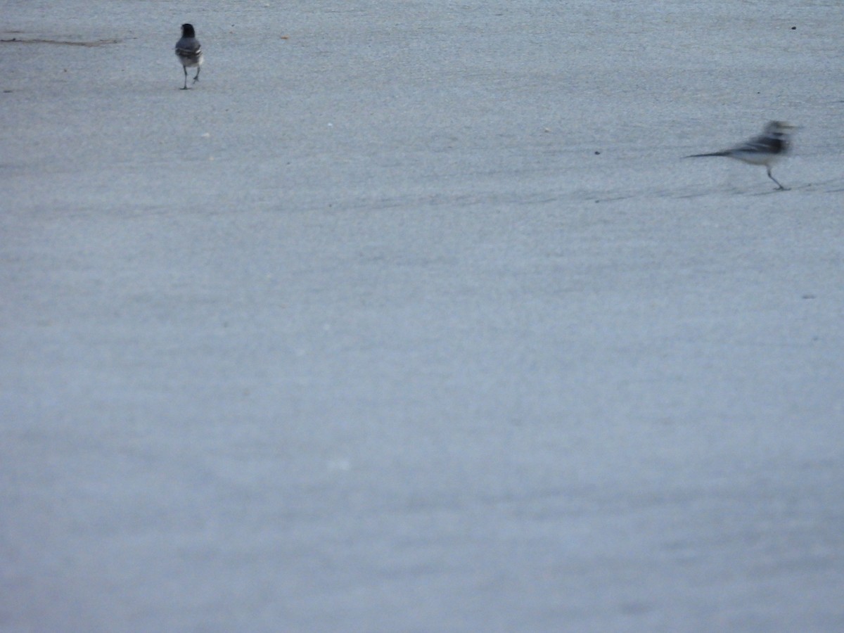 White Wagtail - ML637654854