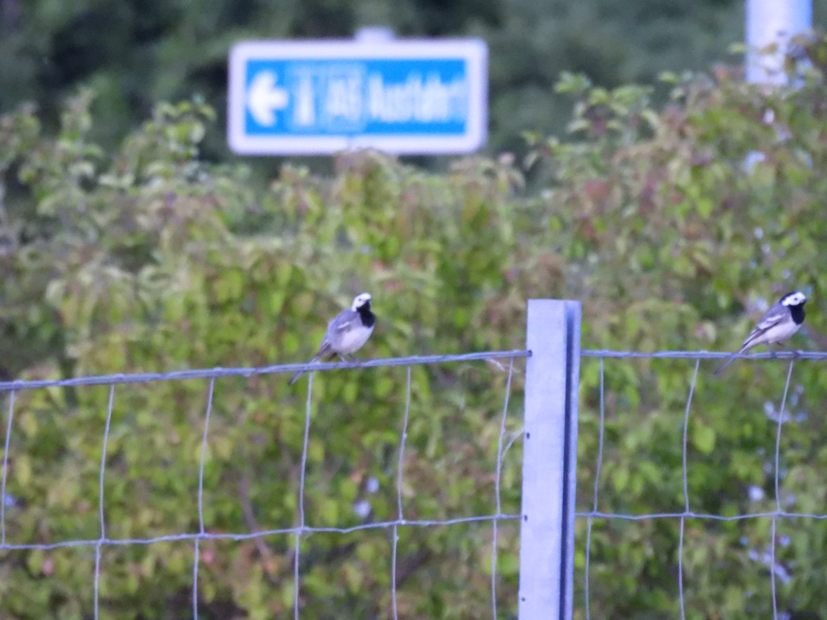 White Wagtail - ML637654860