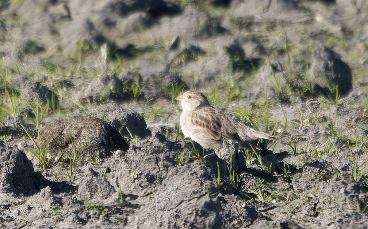 Thick-billed Longspur - ML637654862