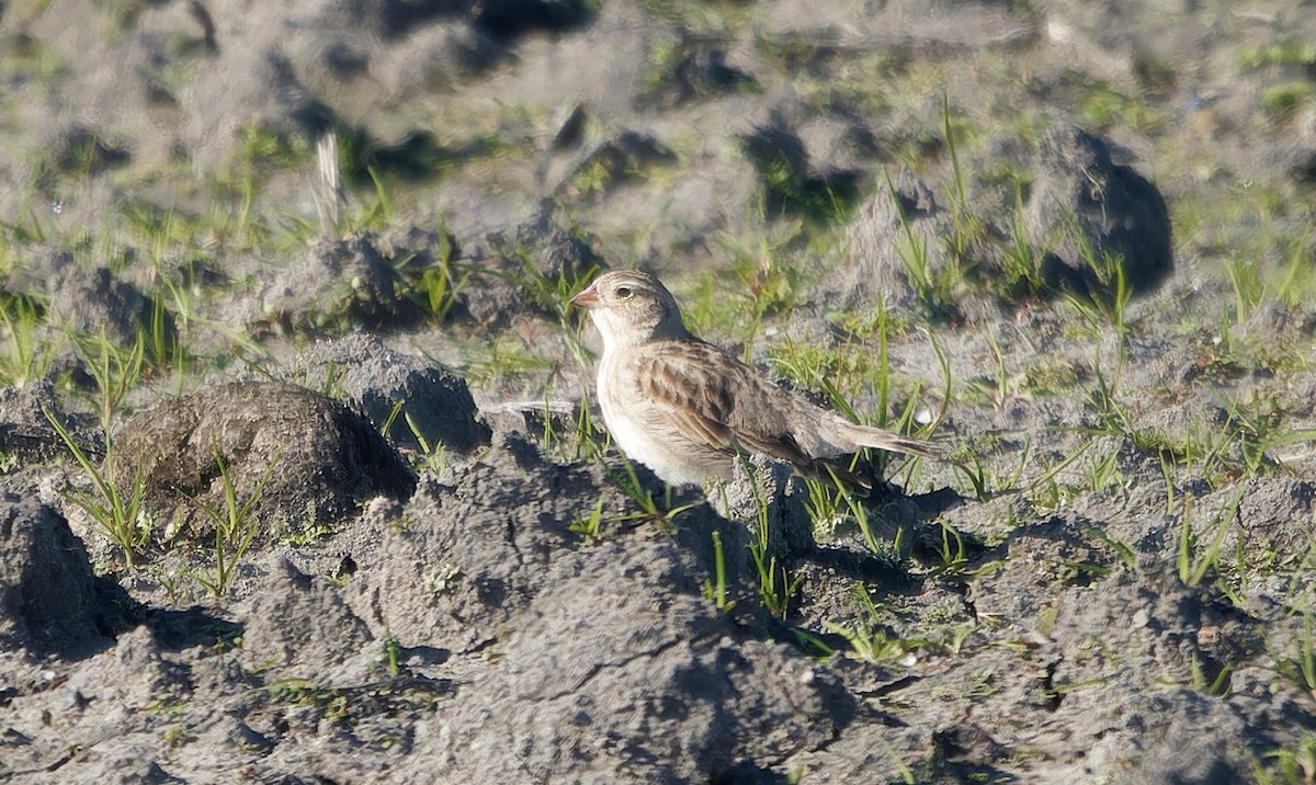 Thick-billed Longspur - ML637654863