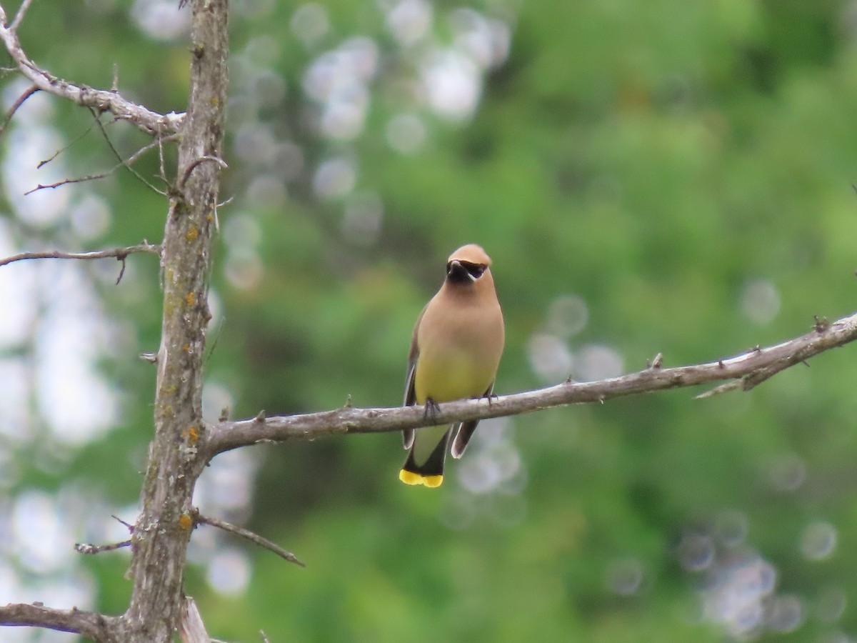 Cedar Waxwing - ML637654868