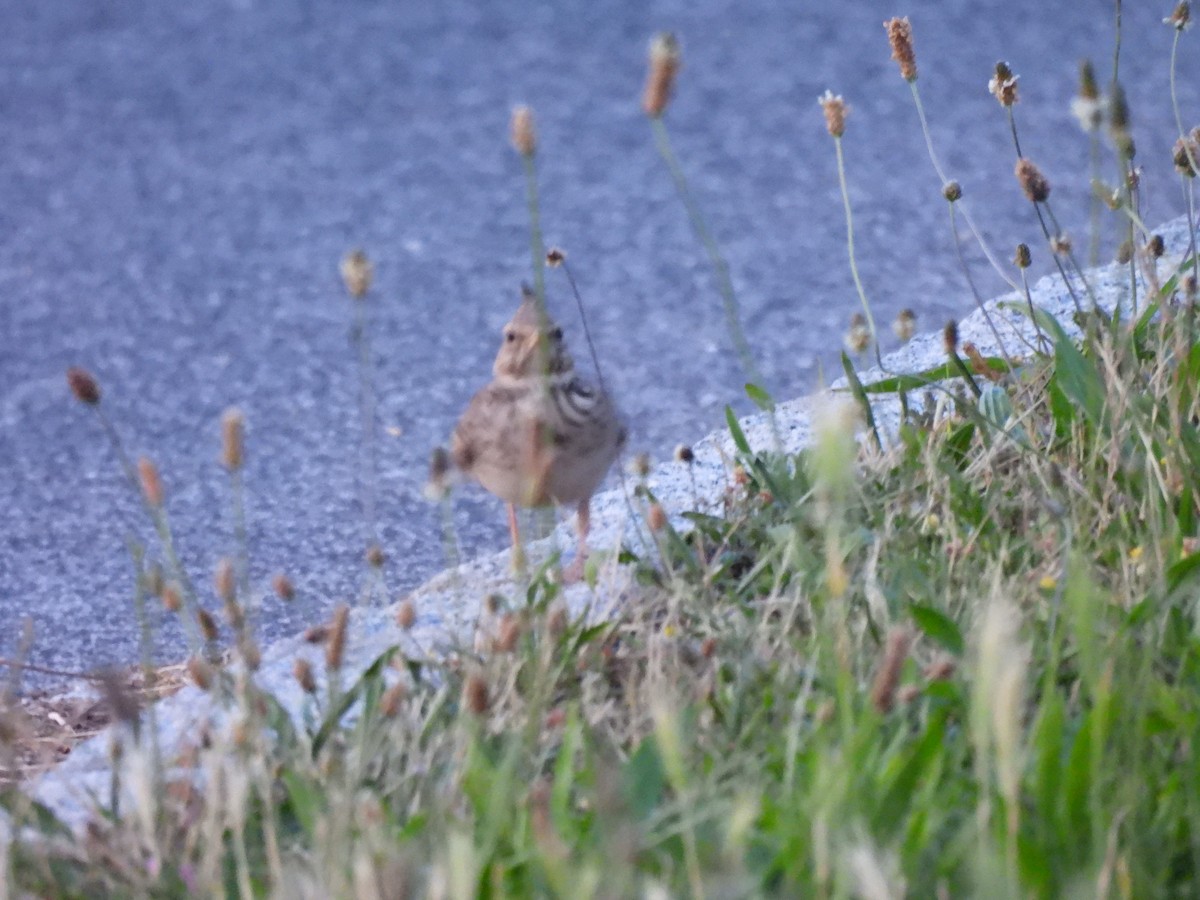 Crested Lark - ML637654869