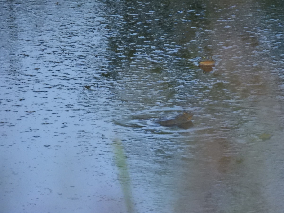 Amphibians - ML637654871