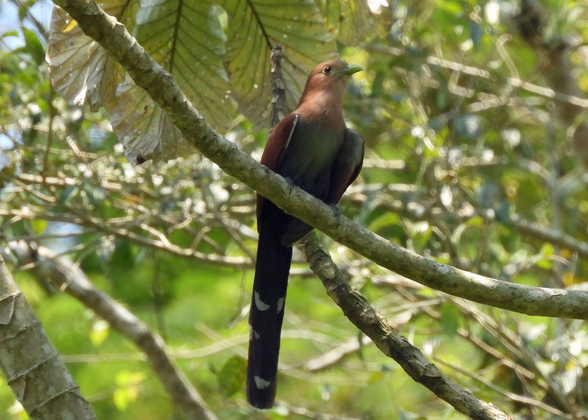 Piaye écureuil - ML637654905