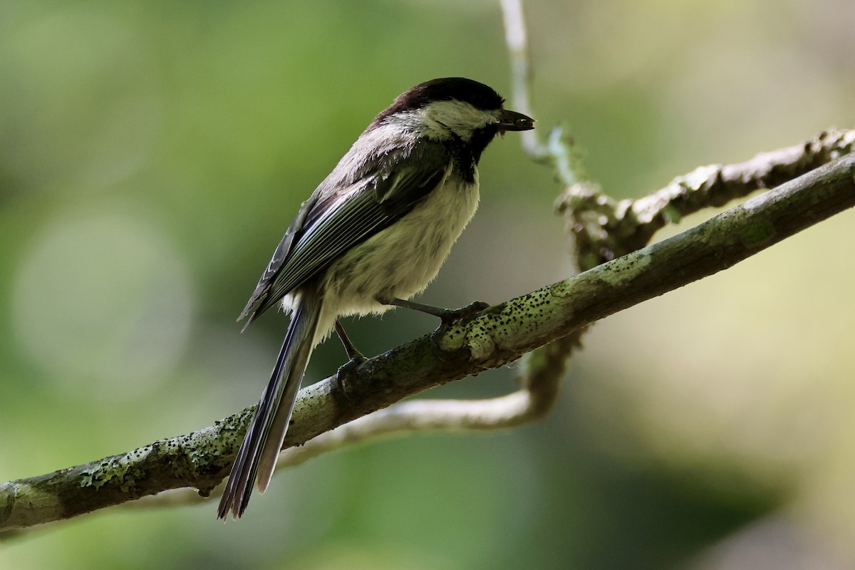 Black-capped Chickadee - ML637654907