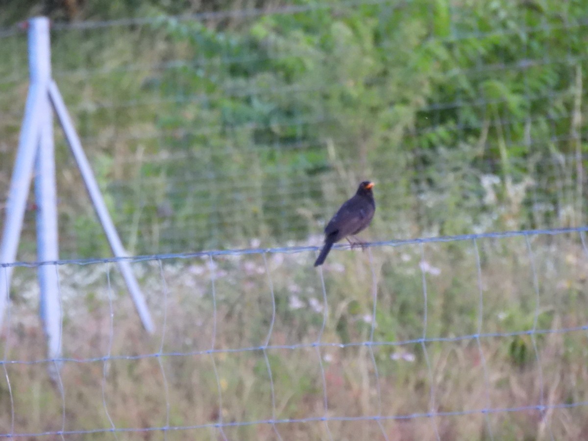 Eurasian Blackbird - ML637654913