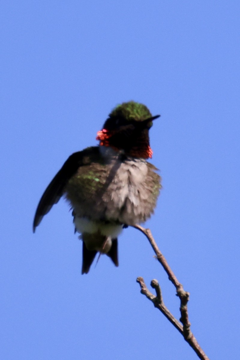 Ruby-throated Hummingbird - ML637654931