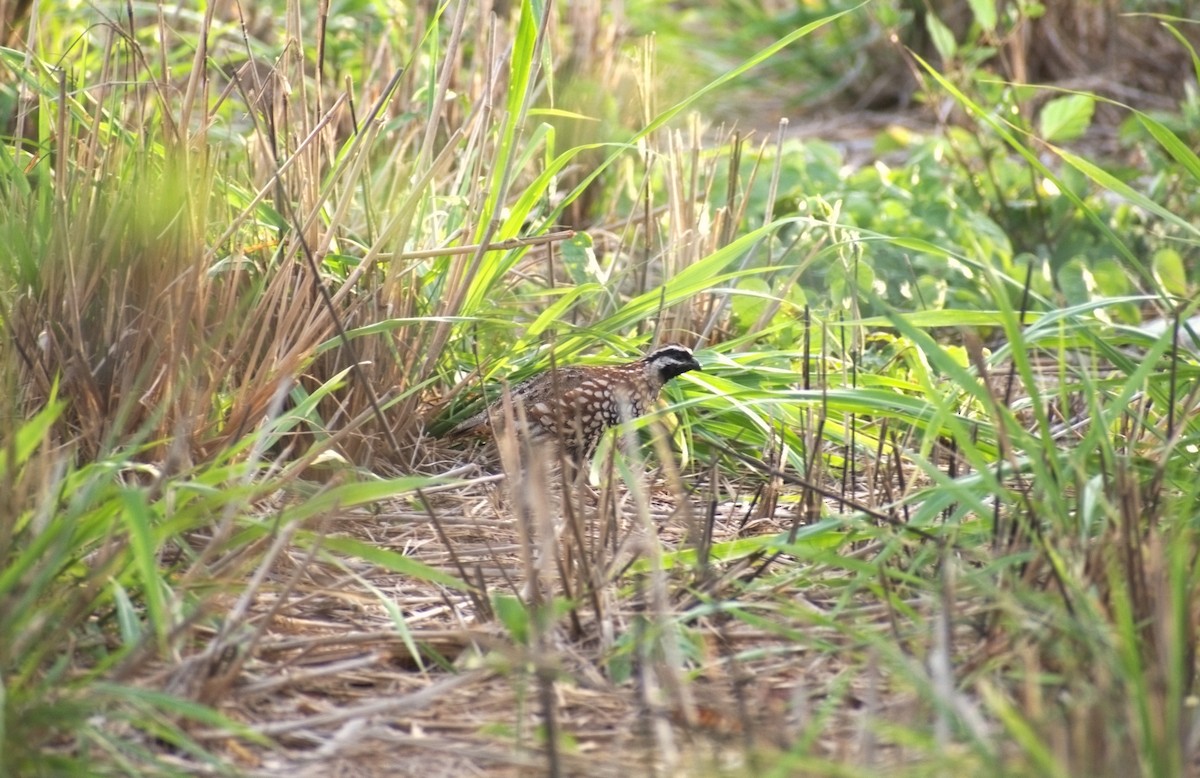 Black-throated Bobwhite - ML637654961