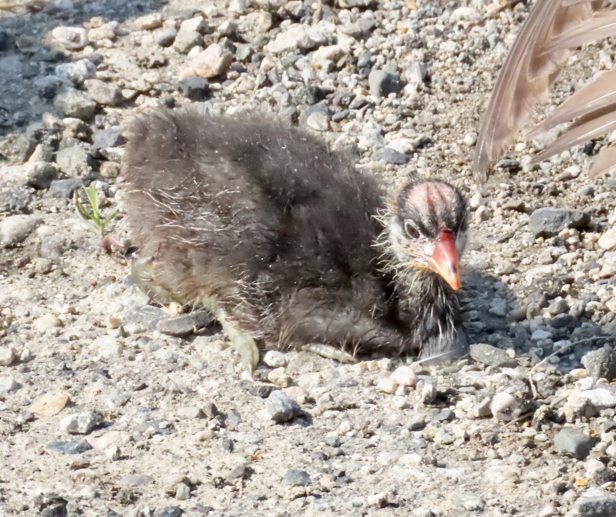 American Coot - ML637655165