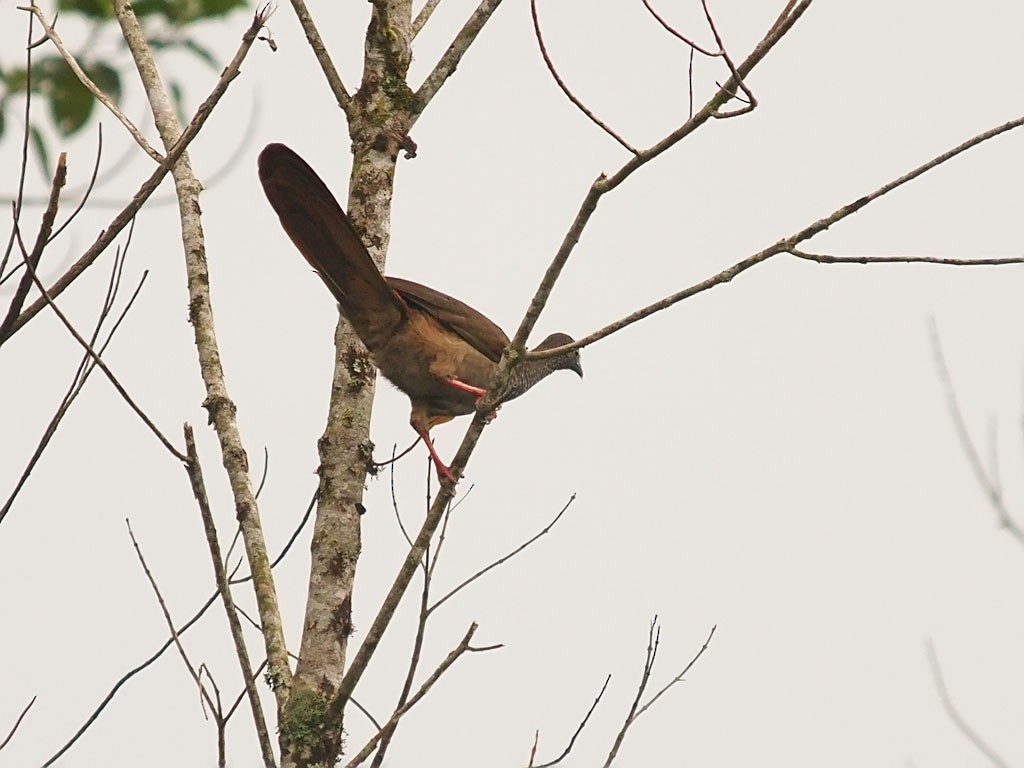 Speckled Chachalaca (Speckled) - ML637655225