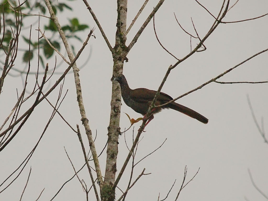 Speckled Chachalaca (Speckled) - ML637655226