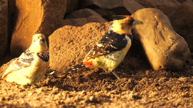 Crested Barbet - ML637655282