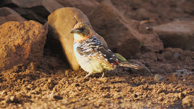 Crested Barbet - ML637655283