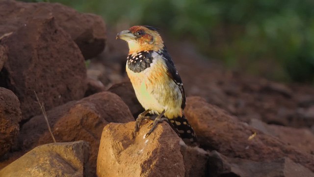 Crested Barbet - ML637655284
