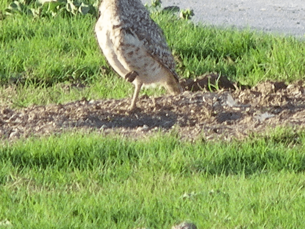 Burrowing Owl (Western) - ML637655285