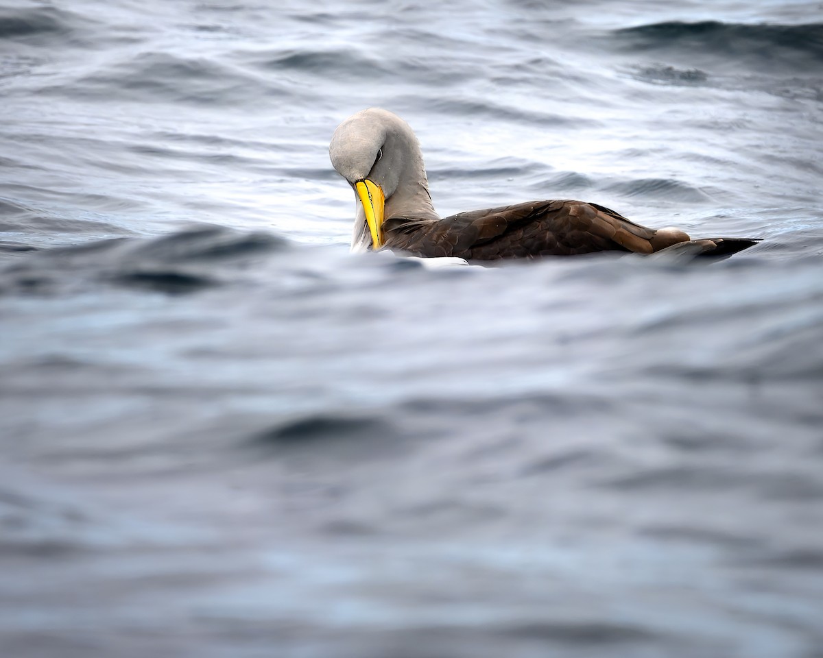 Chatham Albatross - ML637655302