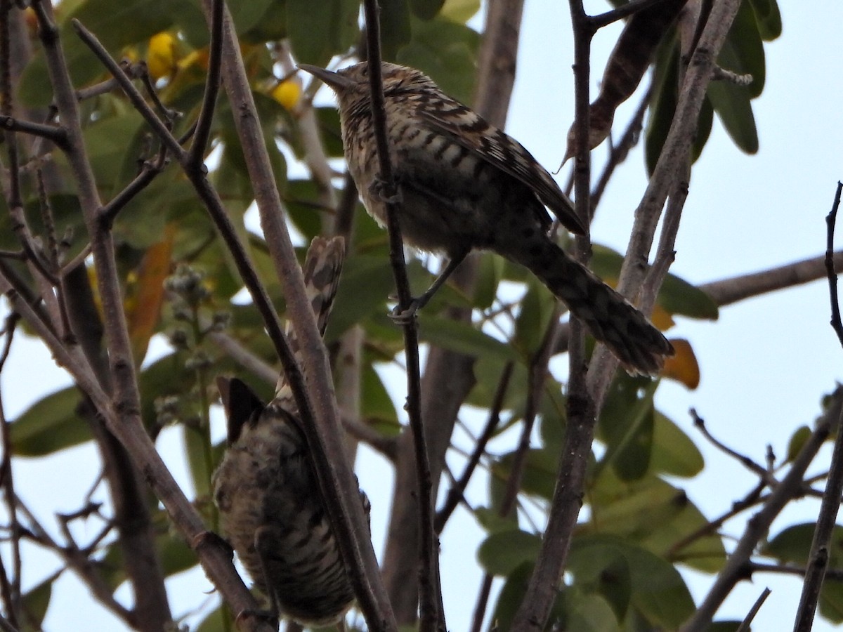 Stripe-backed Wren - ML637655321