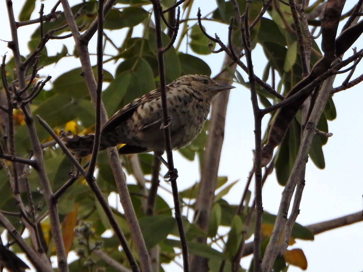 Stripe-backed Wren - ML637655322