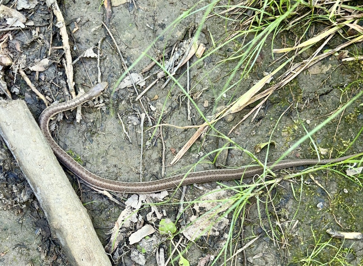 DeKay's Brownsnake - ML637655401