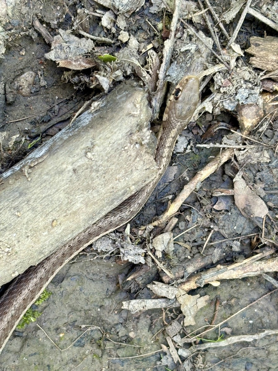 DeKay's Brownsnake - ML637655402