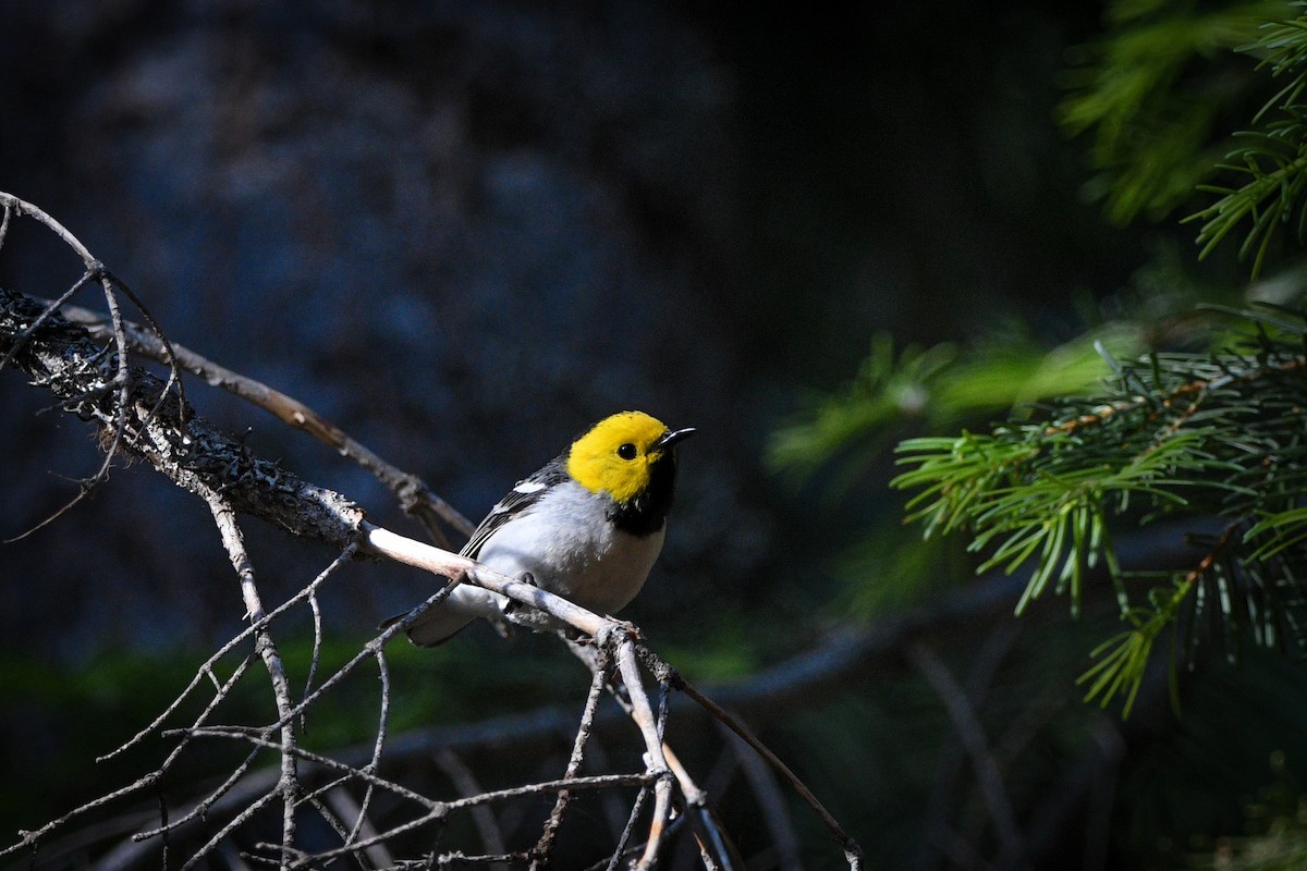 Hermit Warbler - ML637655431