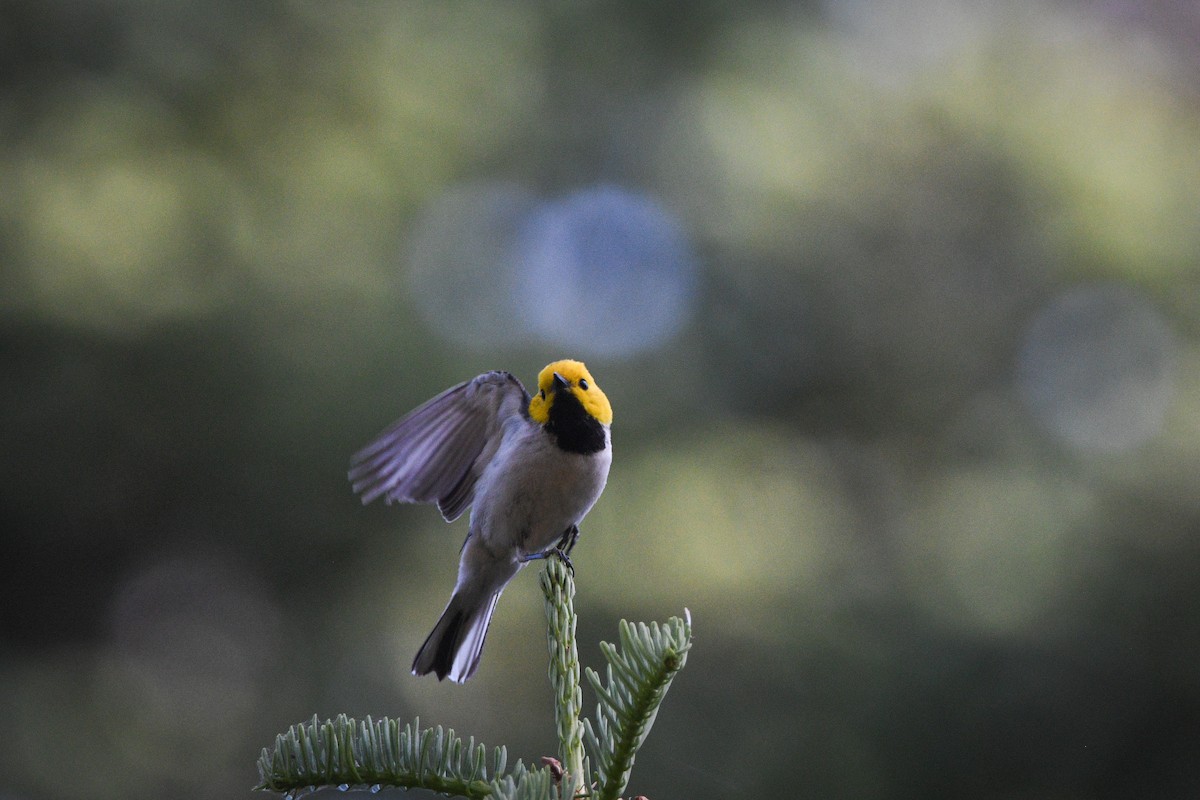 Hermit Warbler - ML637655432