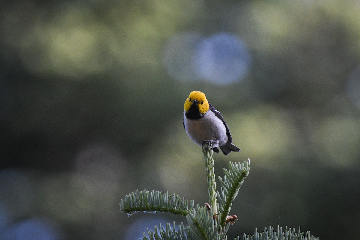 Hermit Warbler - ML637655433