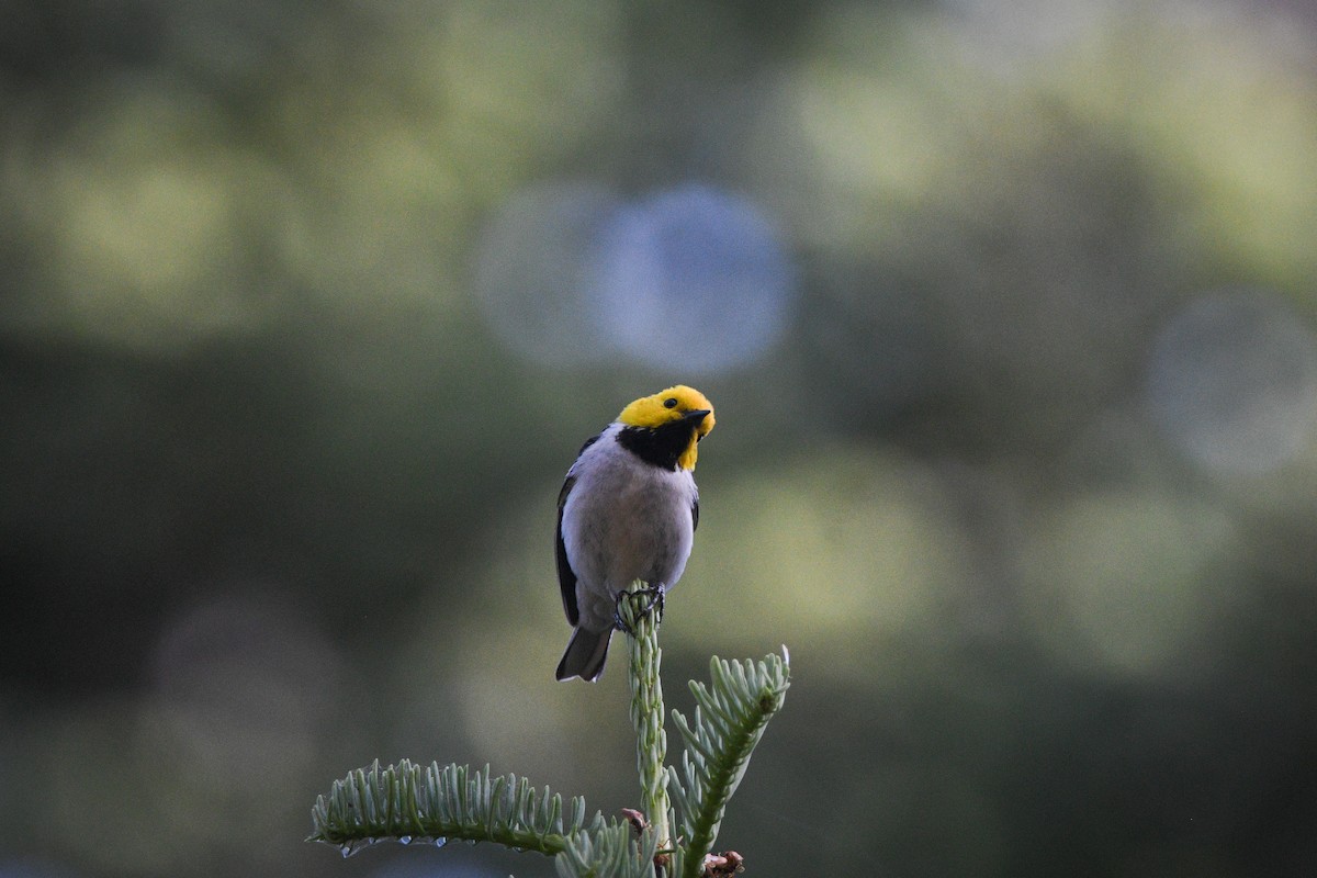 Hermit Warbler - ML637655434