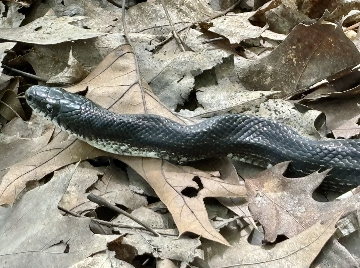 Eastern Ratsnake - ML637655458