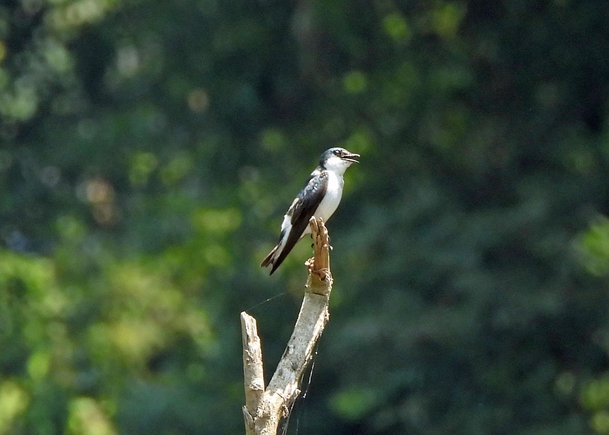 Hirondelle des mangroves - ML637655460