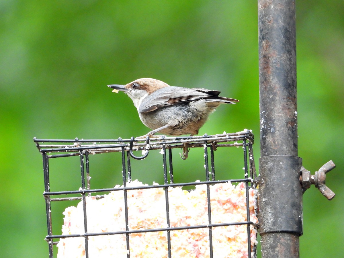 Brown-headed Nuthatch - ML637655634