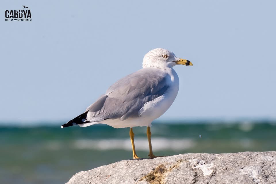 racek kroužkozobý - ML637655681