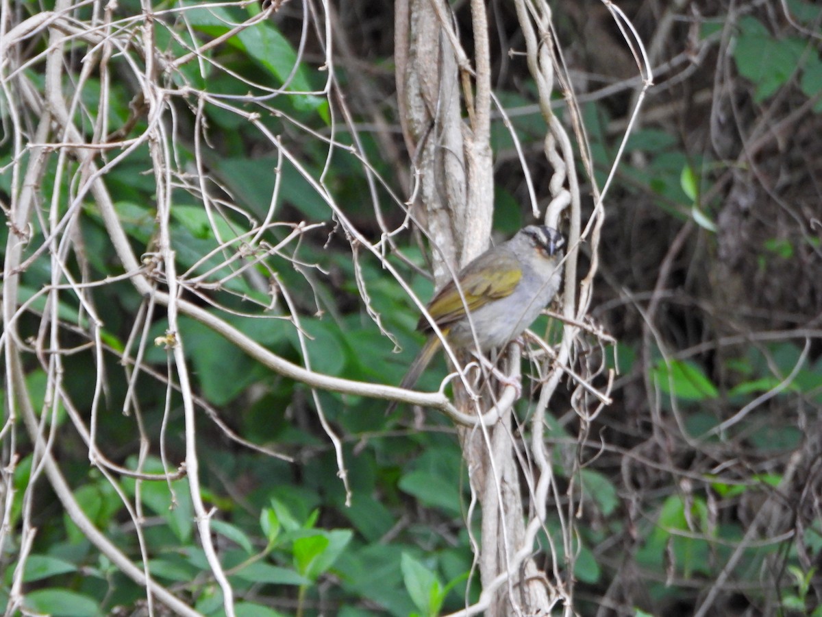 Black-striped Sparrow - ML637655694