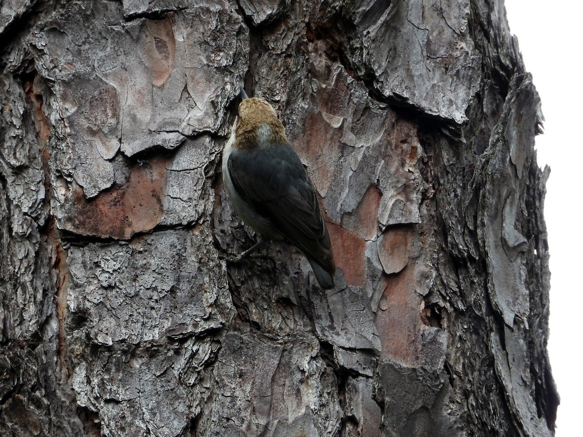 Brown-headed Nuthatch - ML637655758