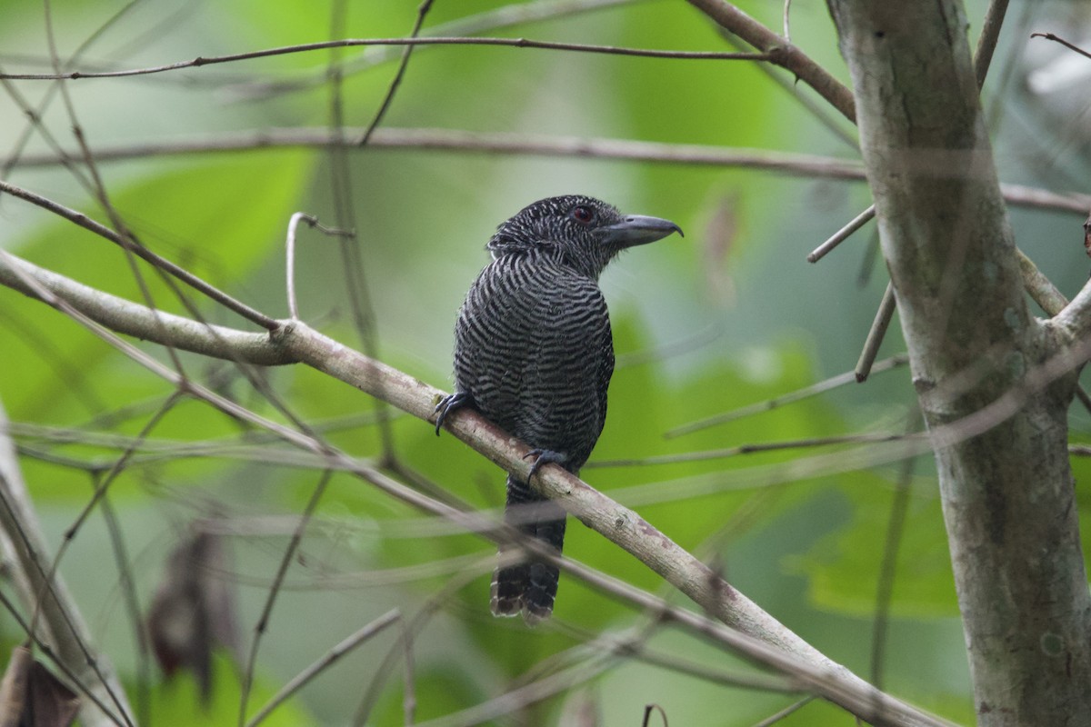 Fasciated Antshrike - ML637655780
