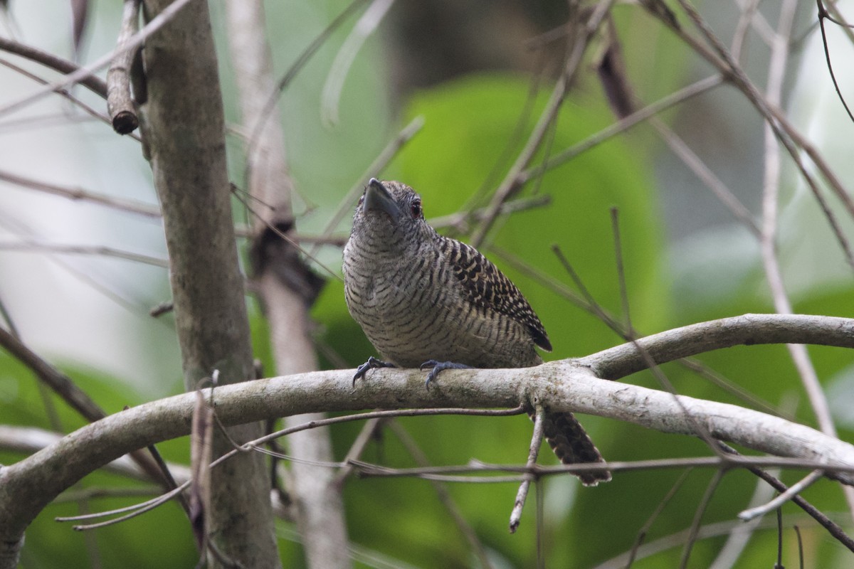 Fasciated Antshrike - ML637655781