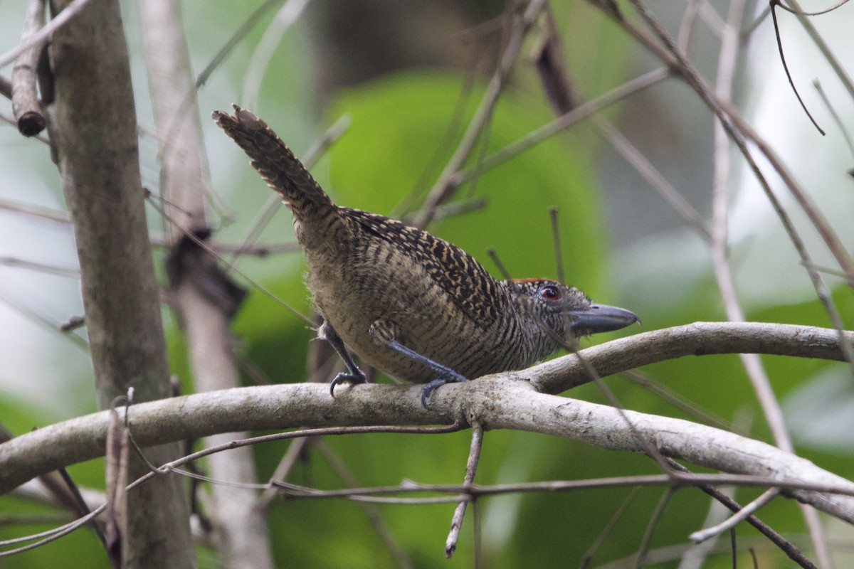 Fasciated Antshrike - ML637655782
