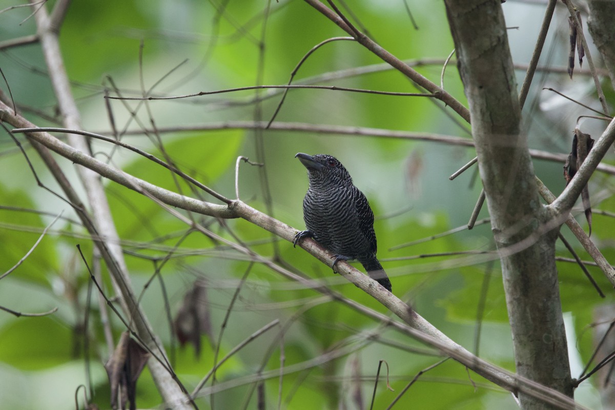 Fasciated Antshrike - ML637655784